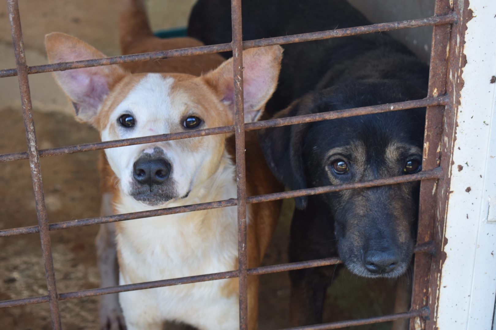 Departamento de Proteção Animal é destaque em Sessão Ordinária