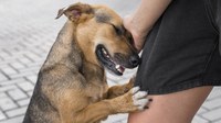 Semana de Conscientização da Causa Animal começa na segunda-feira, 02/10