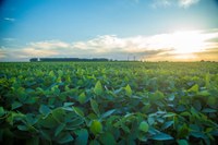 Semana do Campo Limpo é criada em Guarapuava